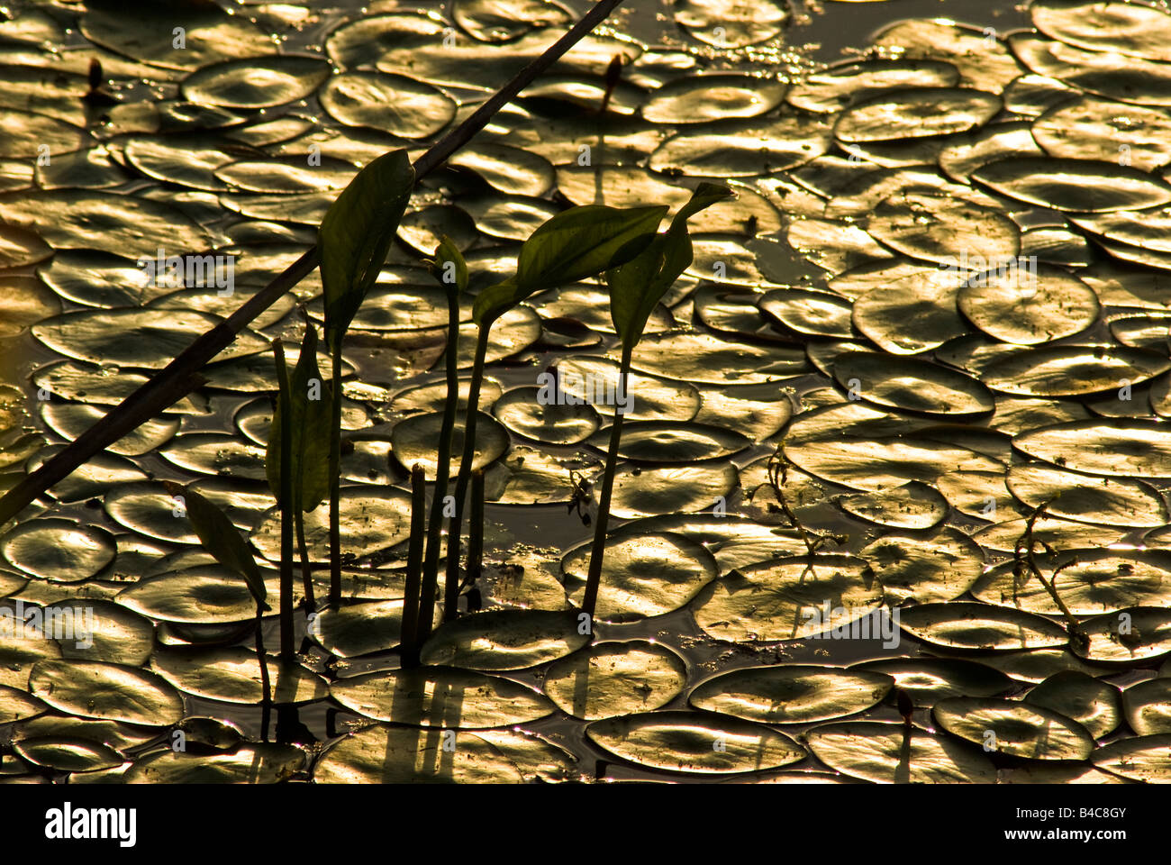 Le soleil levant jette une lumière dorée sur la lillies et autres plantes l'entassement dans un étang près de parc Nisqually Tacoma, Washington. Banque D'Images