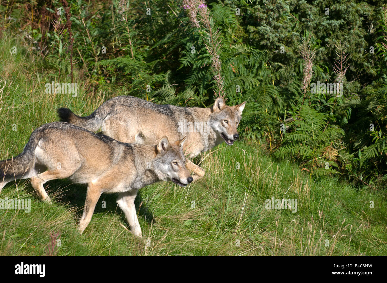 Les loups scandinaves Banque D'Images