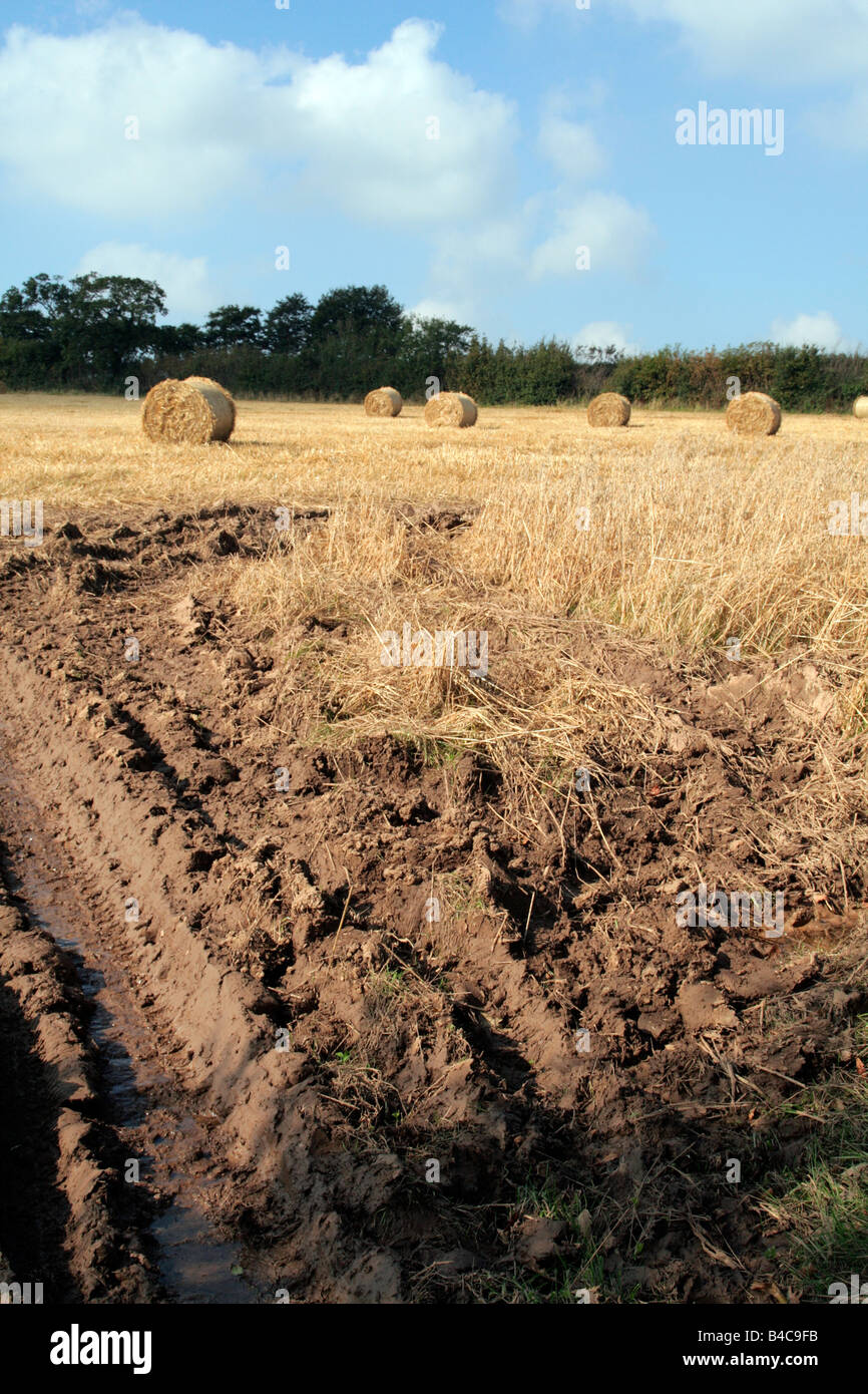 Un été pluvieux en 2008 signifiait la récolte incomplète dans de nombreux endroits, y compris au Royaume-Uni CES UNCUT AVOINE PRÈS DE DEVON CREDITON Banque D'Images