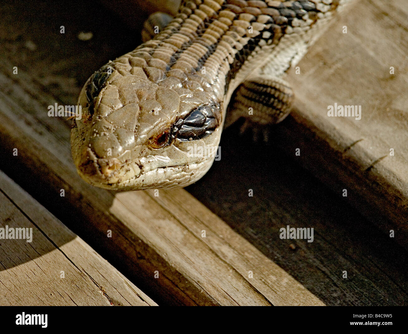 Close up de tête de lézard Langue Bleue Australie Tiliqua scincoids Banque D'Images