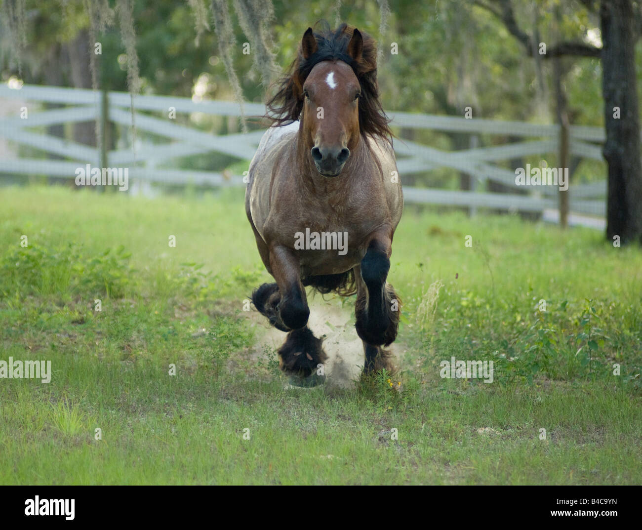 Les Ardennes ou Ardennais est l'une des plus anciennes races de chevaux de trait originaire de la région des Ardennes en Belgique, Luxembourg, une Banque D'Images