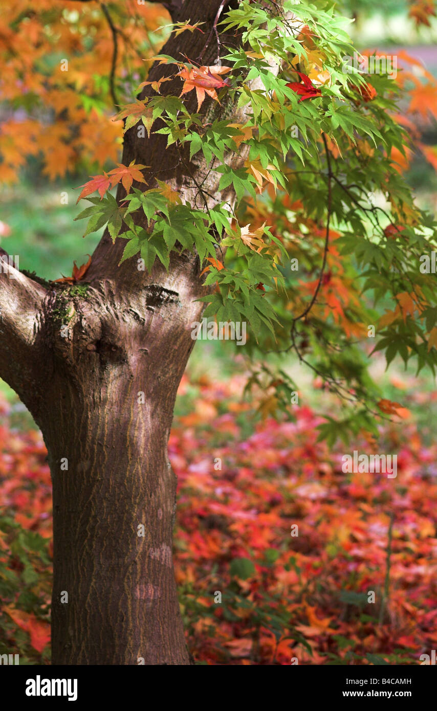 Gros plan sur les feuilles japonaises Acer Palmatum en automne à l'arboretum de Westonbirt, Gloucestershire, Angleterre, Royaume-Uni Banque D'Images