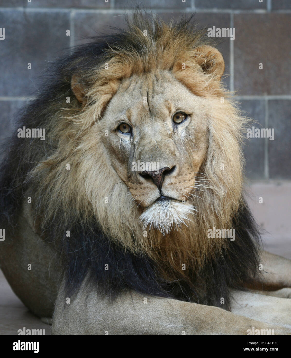 Lion en cage Banque D'Images