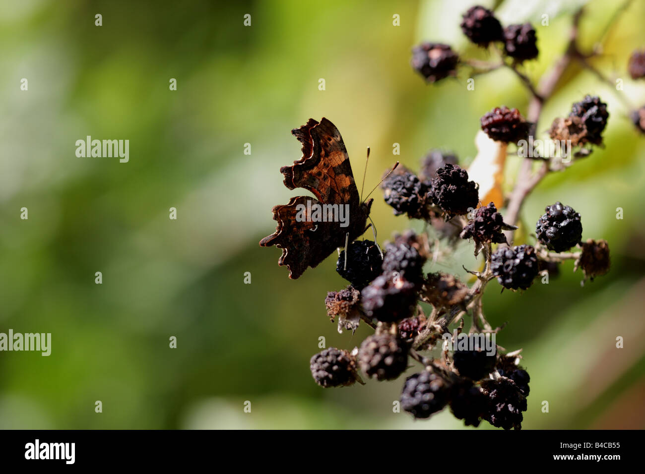 Virgule papillon (Polygonia c-album) sur blackberry Banque D'Images