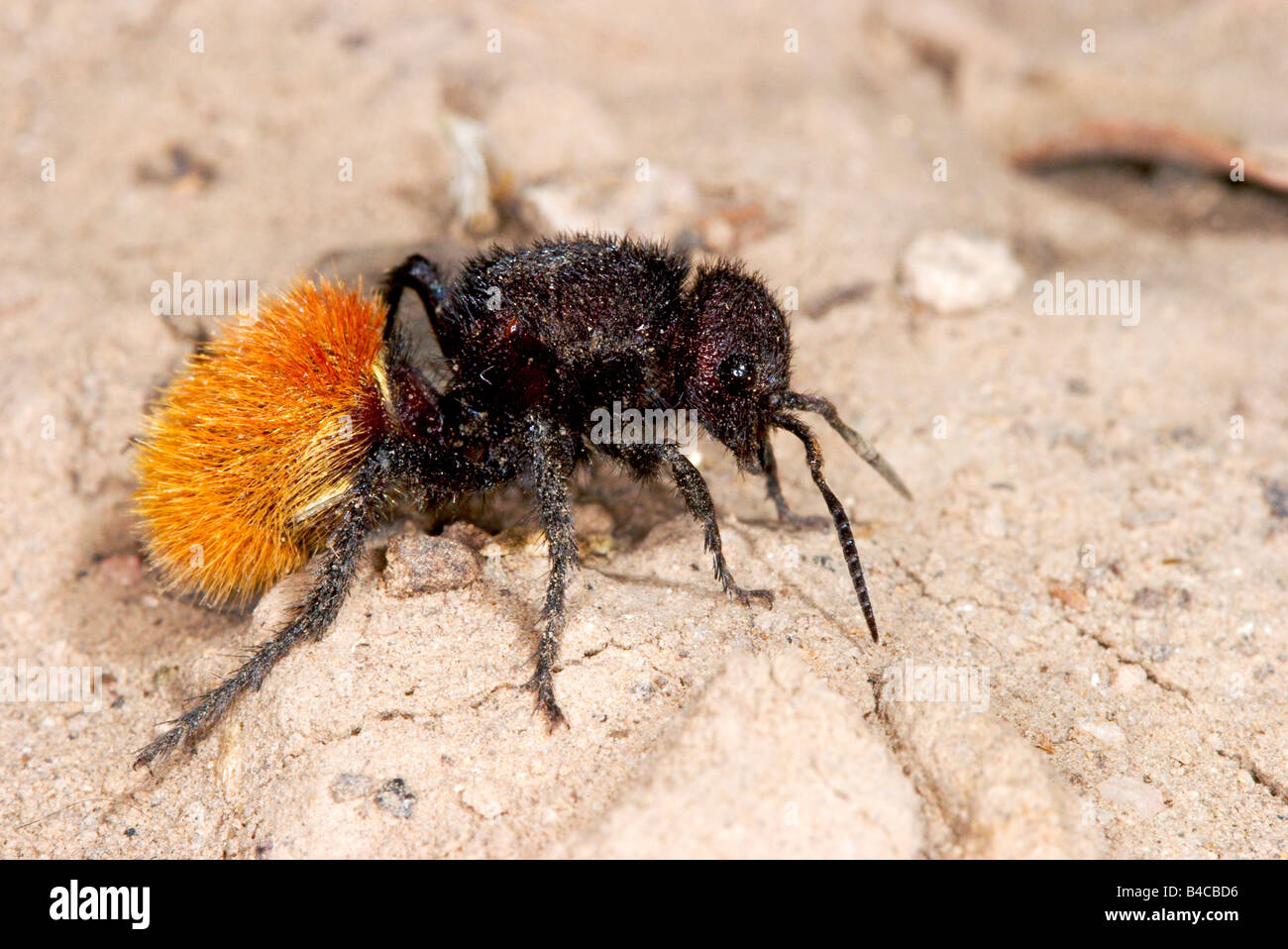 Dasymutilla Ant en velours rouge sp. Banque D'Images