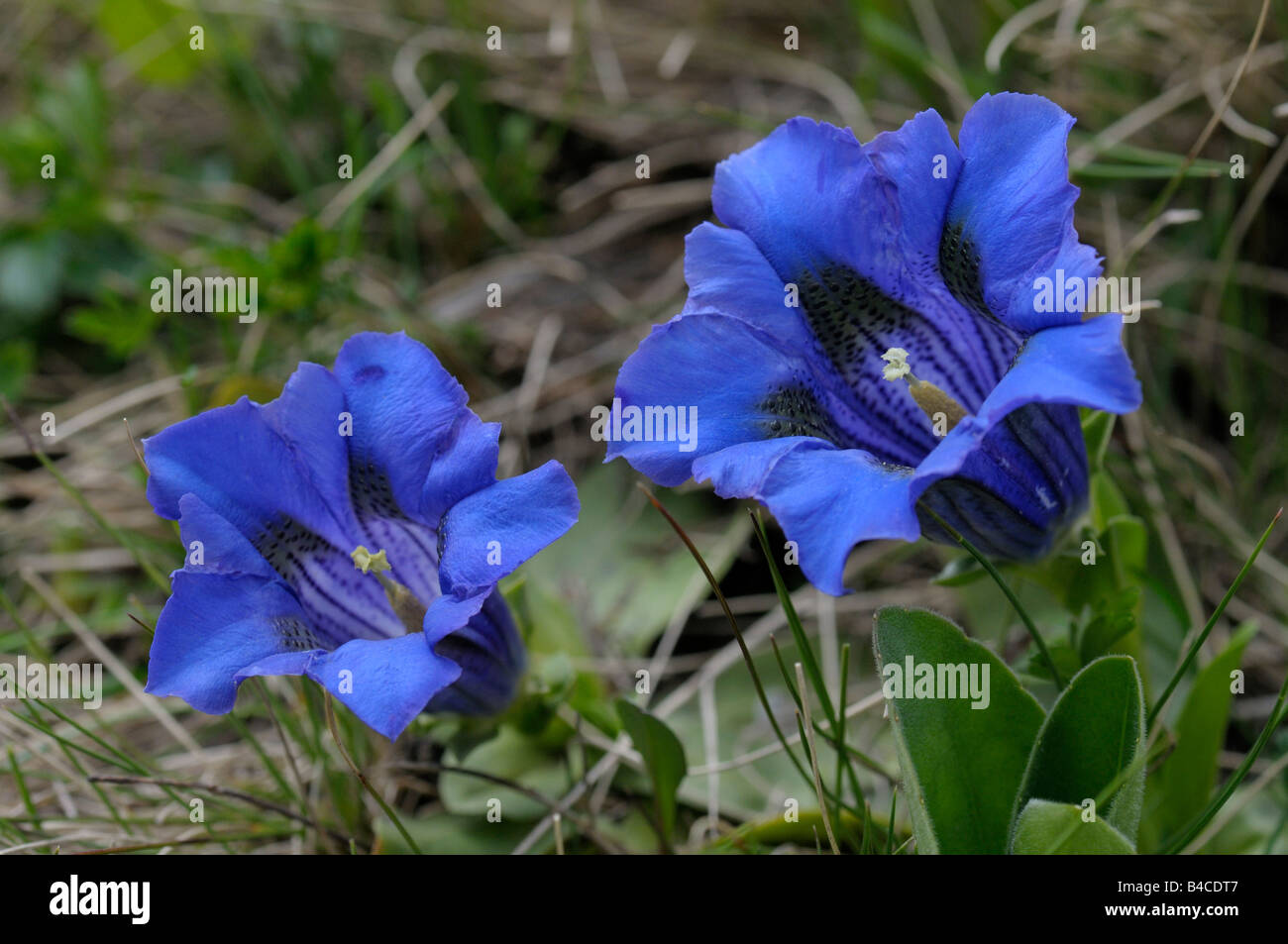 Clusius Gentiane, gentiane (Gentiana clusii trompette), la floraison Banque D'Images