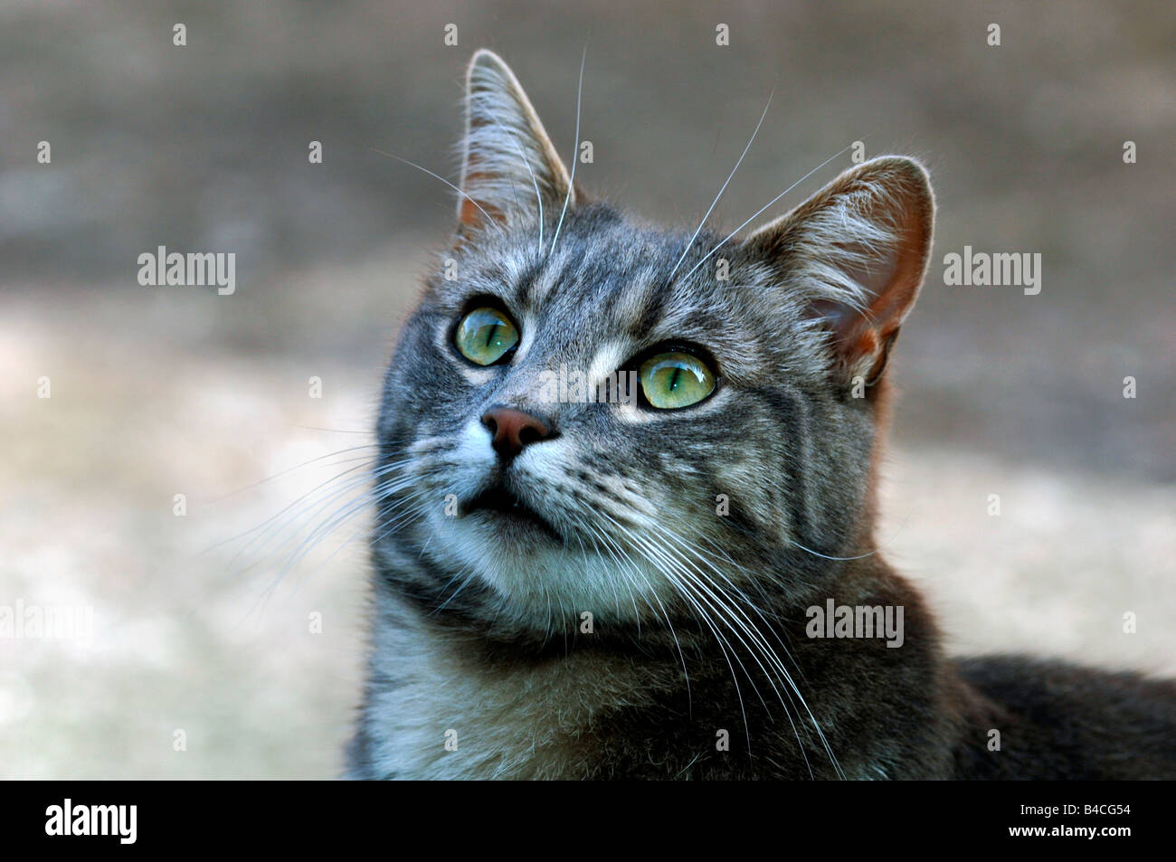 Portrait Dun Chat Gris Et Blanc Tom Banque Dimages Photo