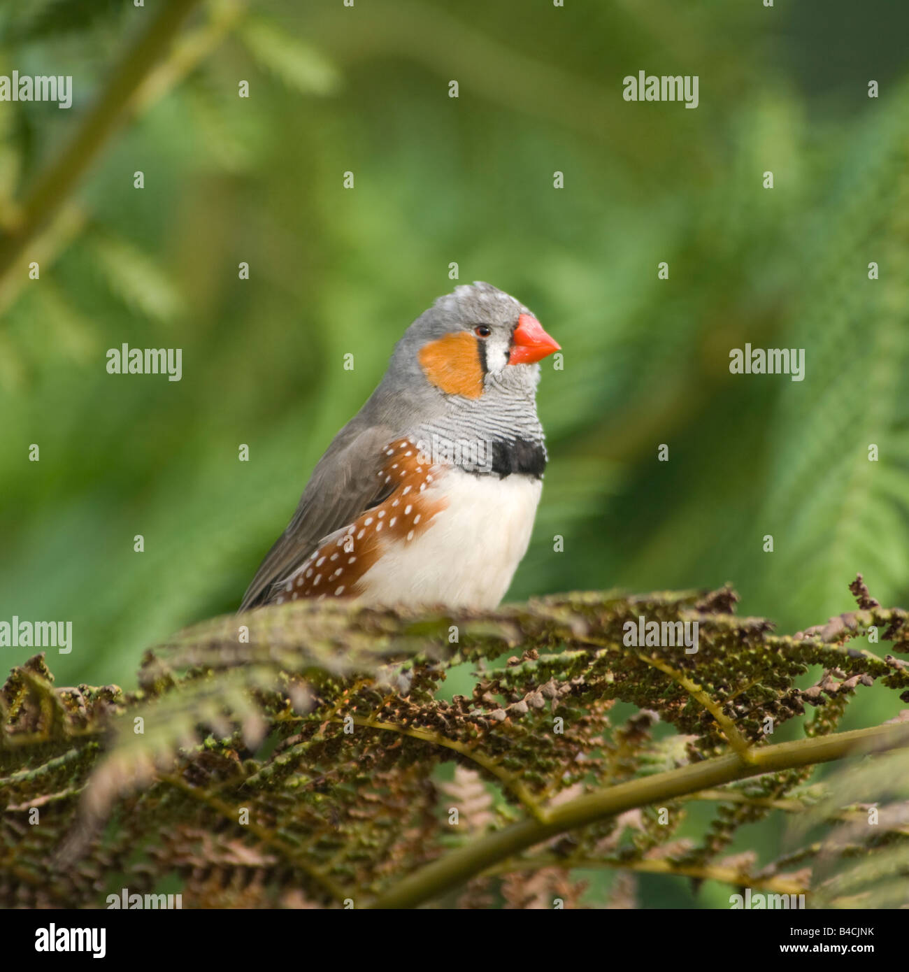 Diamant mandarin mâle captif Taenopygia guttata Banque D'Images