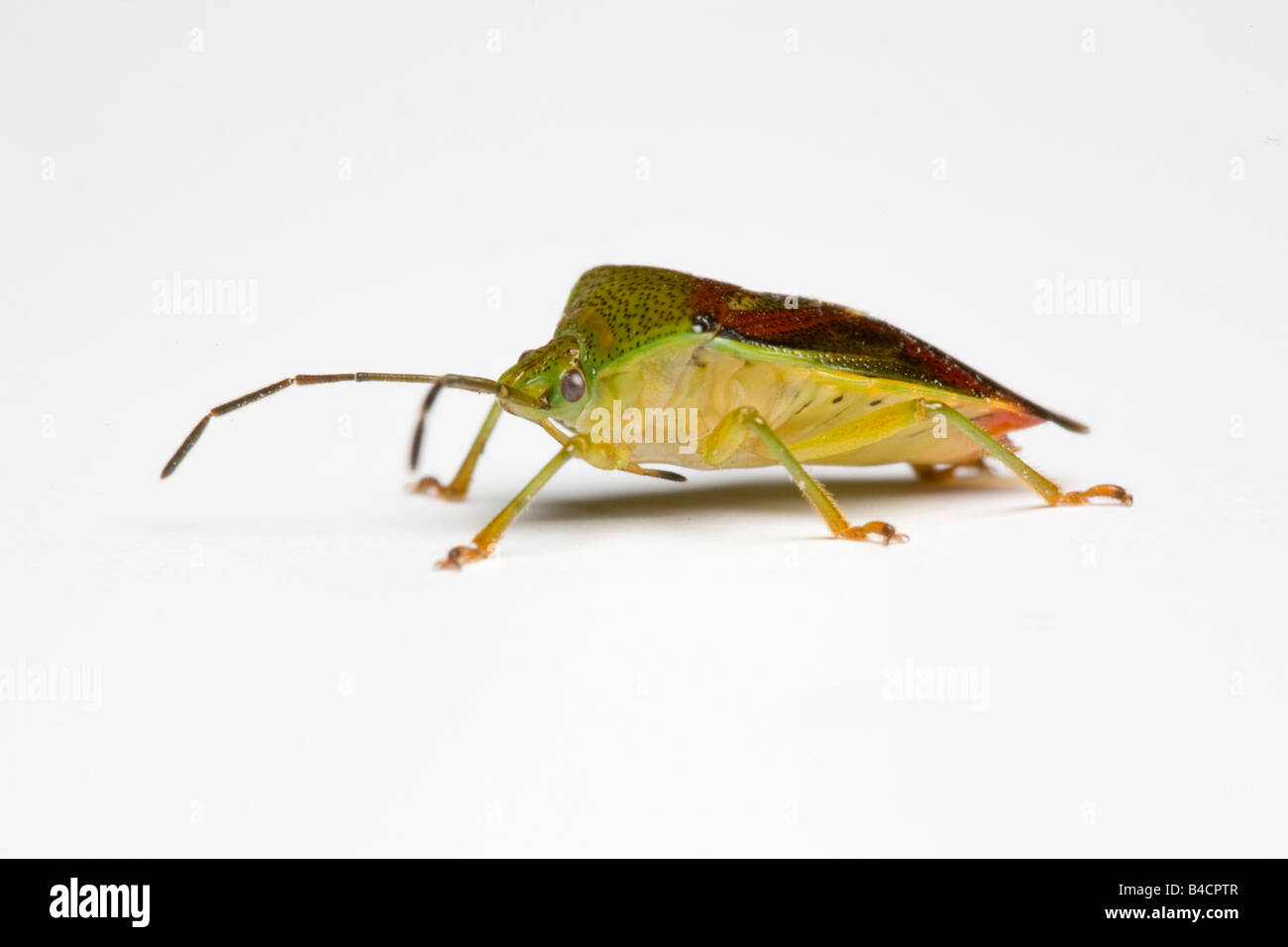 Hawthorn Shield Bug Acanthosoma haemorridale sous ordre ordre des Hémiptères Hétéroptères Famille Acanthosomidae Banque D'Images