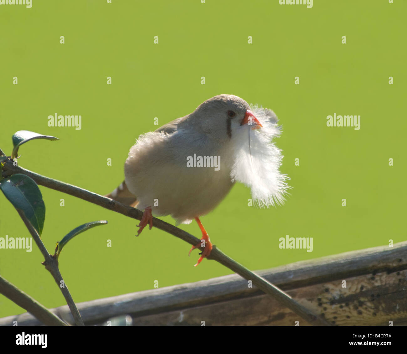 Femme diamant mandarin Poephila guttata Banque D'Images