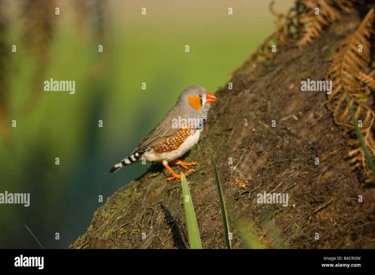 Diamant mandarin mâle captif Taenopygia guttata Banque D'Images