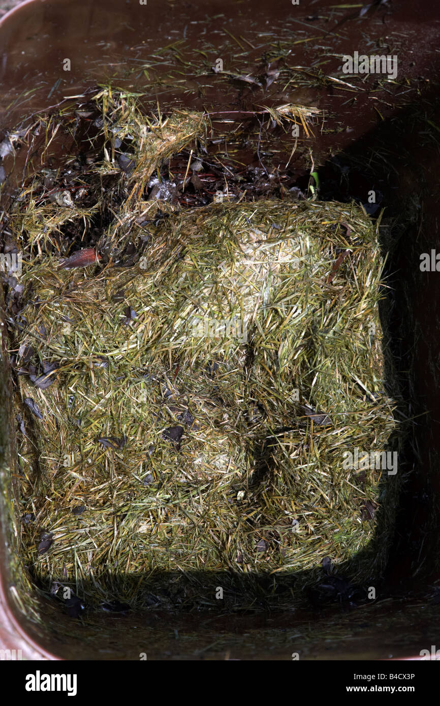 Pourriture de compostage jardin gazon dans un bac de recyclage au Royaume-Uni Banque D'Images