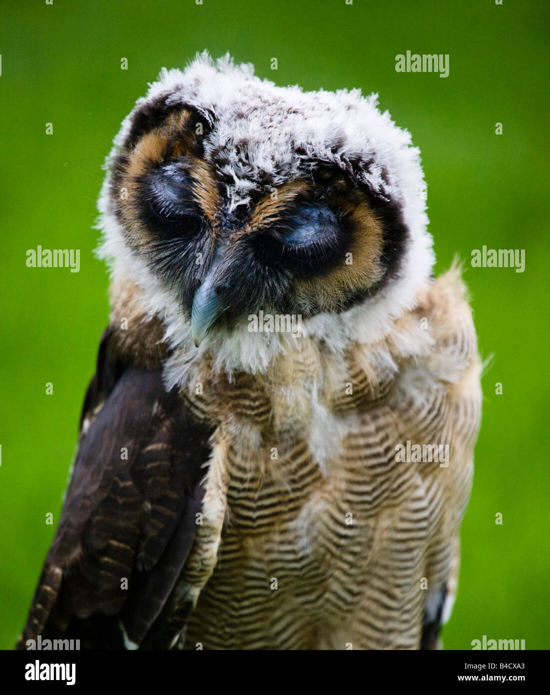 Bois de Malaisie, Owl Strix Leptogrammica. Banque D'Images
