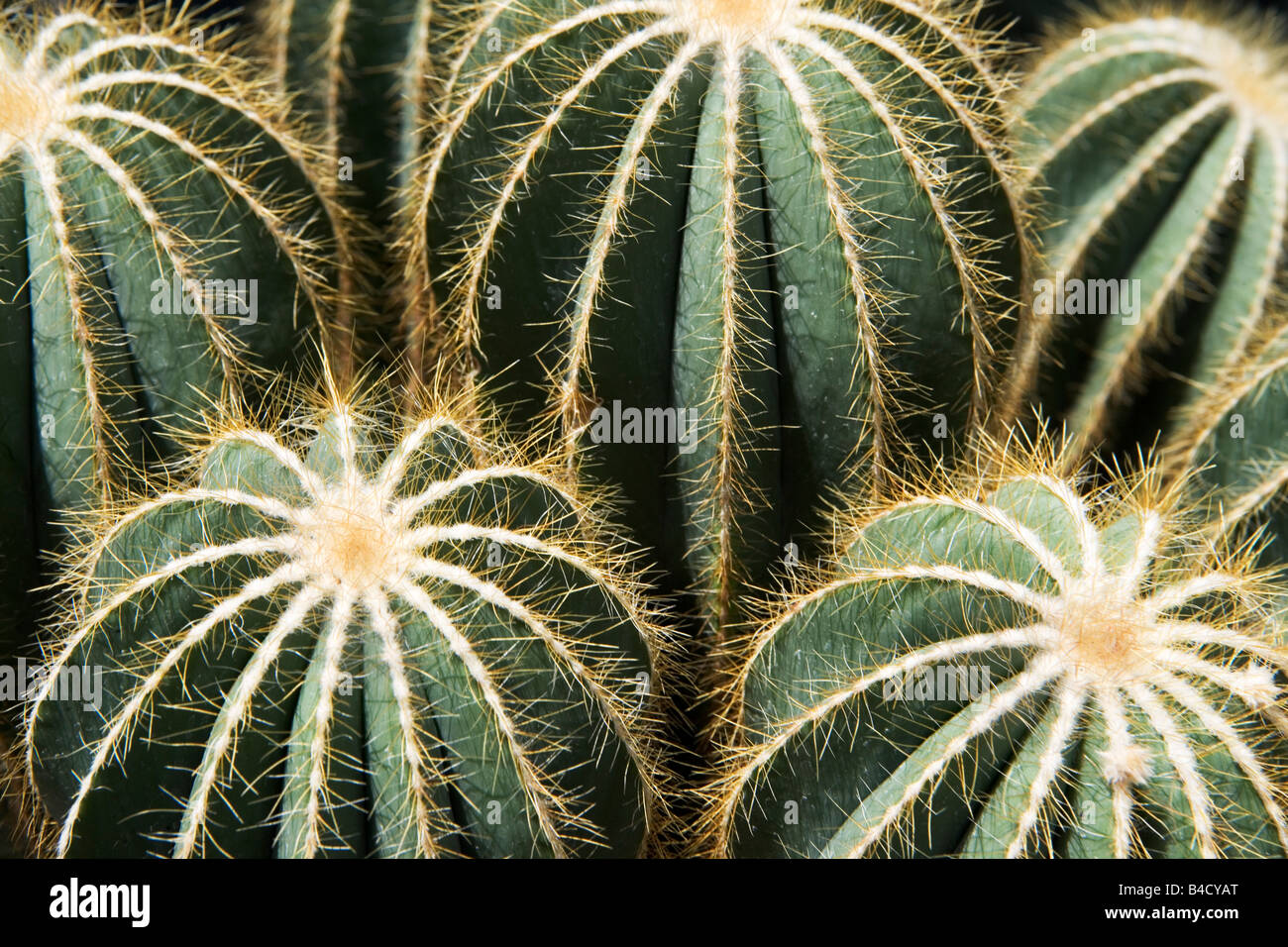 Cactus, cactus, plantes, plante du désert, l'usine de desserts, arides, épineux, Banque D'Images