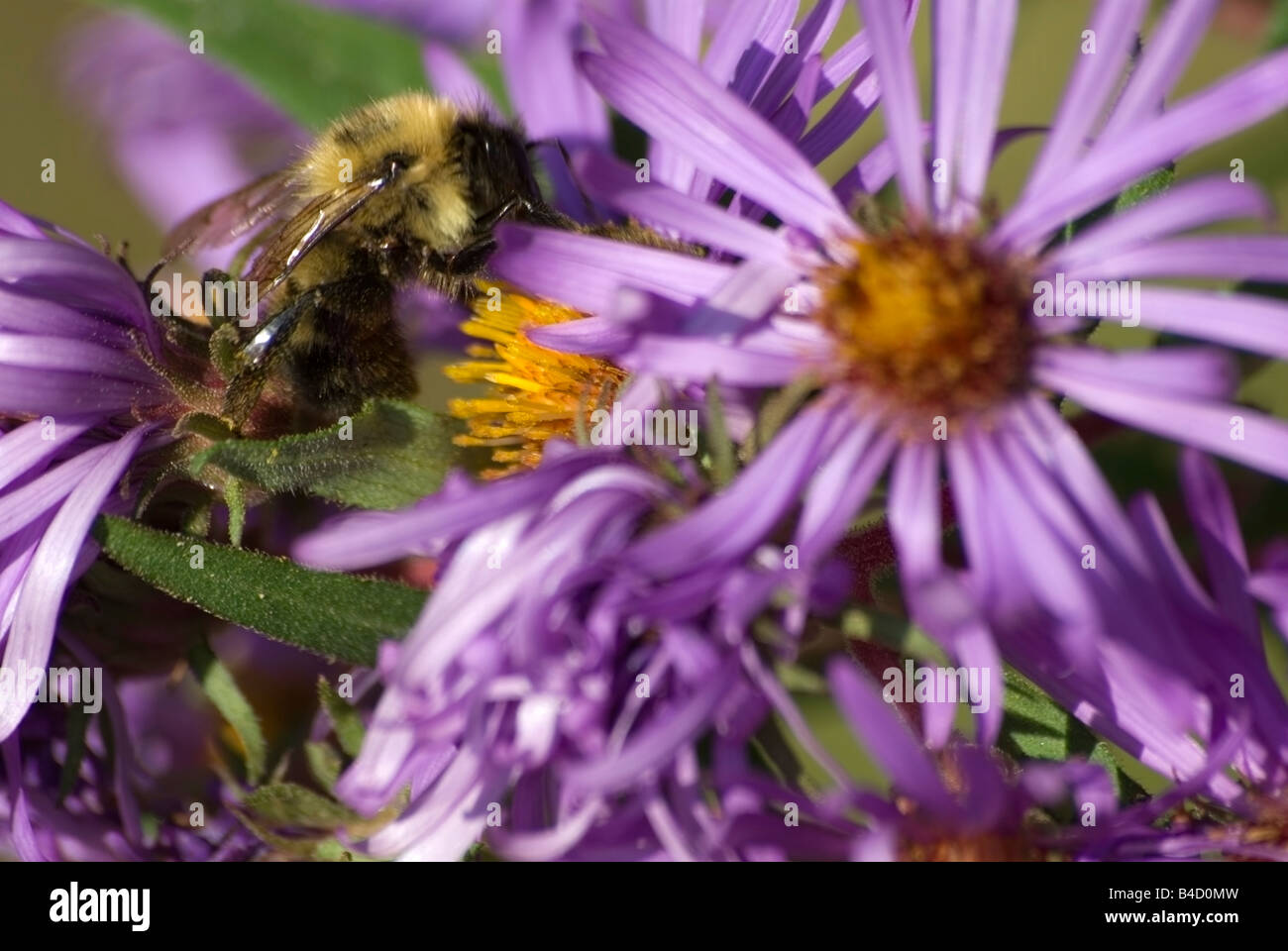 L'Est commune bourdon Bombus impatiens sur Aster mauve Banque D'Images