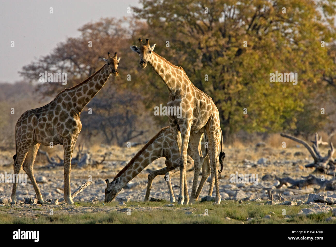 Les Girafes de l'alcool au point d'eau dans le parc national d'Etosha, Namibie, Afrique. Banque D'Images