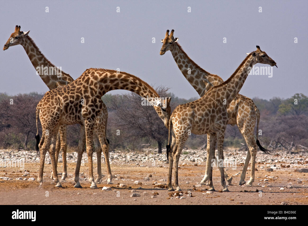 Les Girafes en direction de trou d'eau dans le parc d'Etosha, Namibie, Afrique. Banque D'Images