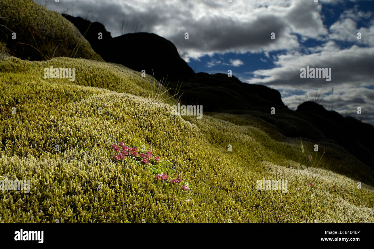 Couvert de mousse avec des fleurs de lave, côte sud de l'Islande Banque D'Images