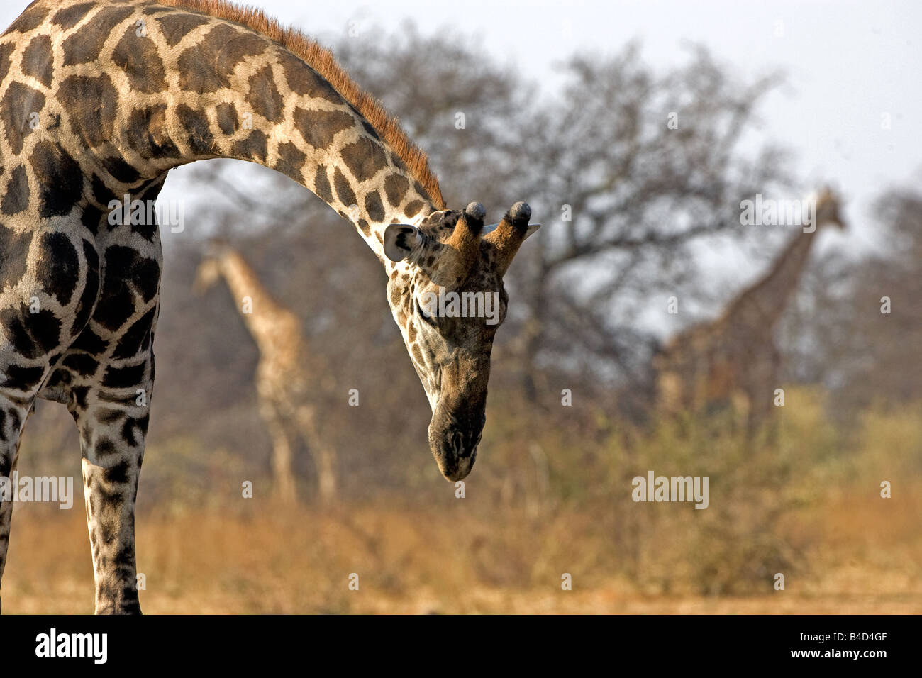 Les Girafes le pâturage dans le parc national d'Etosha, Namibie, Afrique. Banque D'Images