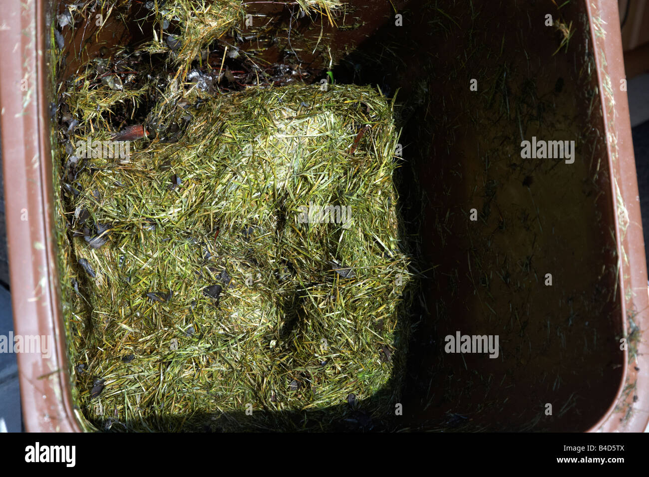 Pourriture de compostage jardin gazon dans un bac de recyclage au Royaume-Uni Banque D'Images