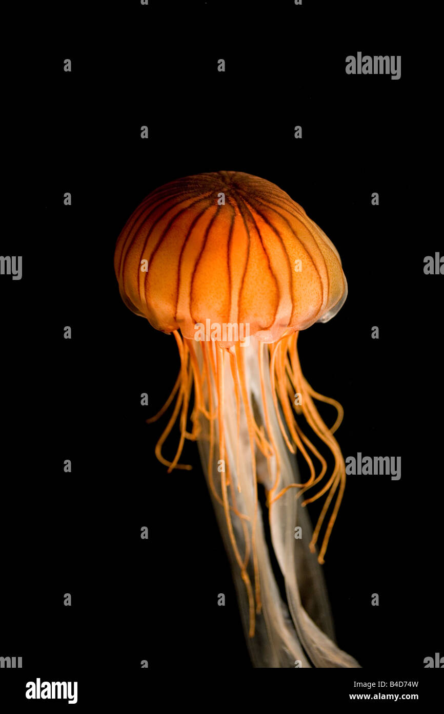 Les méduses seul dans un réservoir sombre Banque D'Images