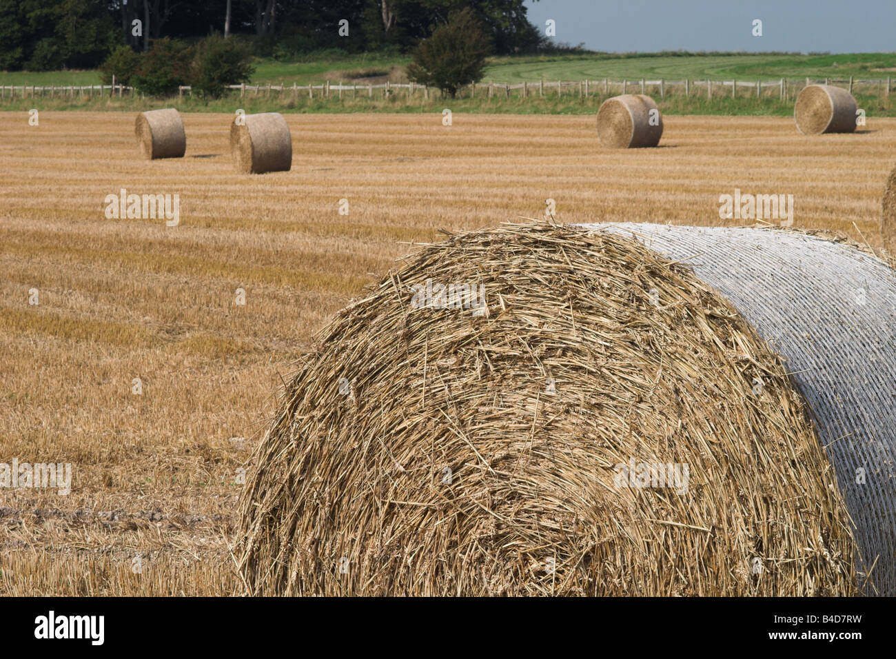 Bottes de foin dans un champ, les agriculteurs Wiltshire England, UK Banque D'Images