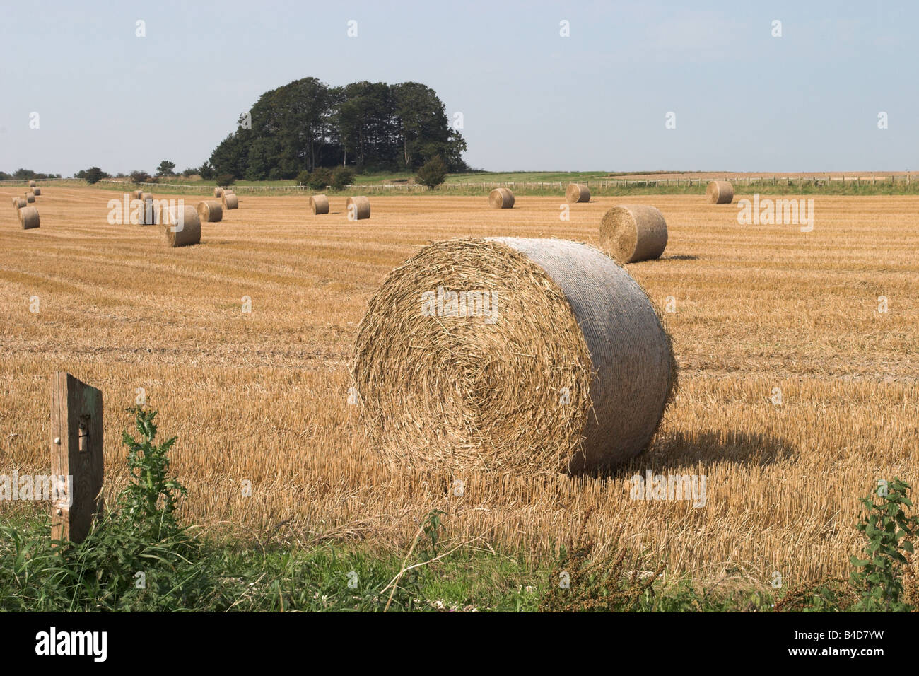 Bottes de foin dans un champ, les agriculteurs Wiltshire England, UK Banque D'Images