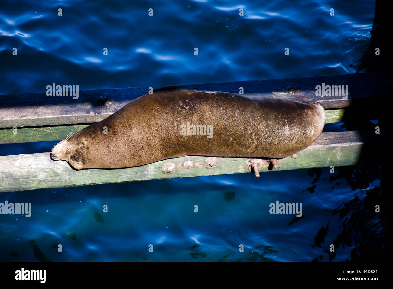 Un lion de mer dormir sur traverses sous le quai de Santa Cruz en Californie Banque D'Images