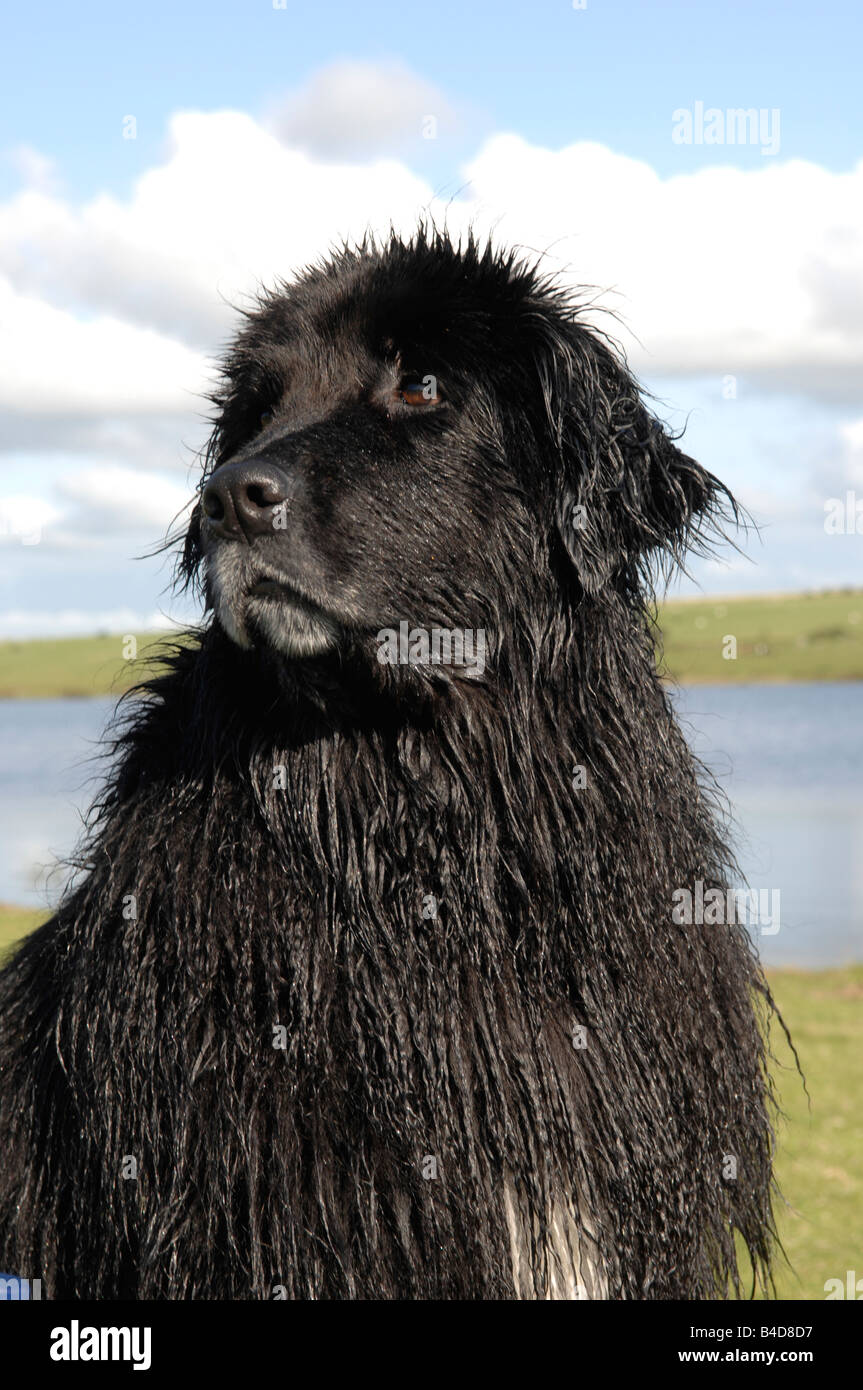 Chien de Terre-Neuve Banque D'Images