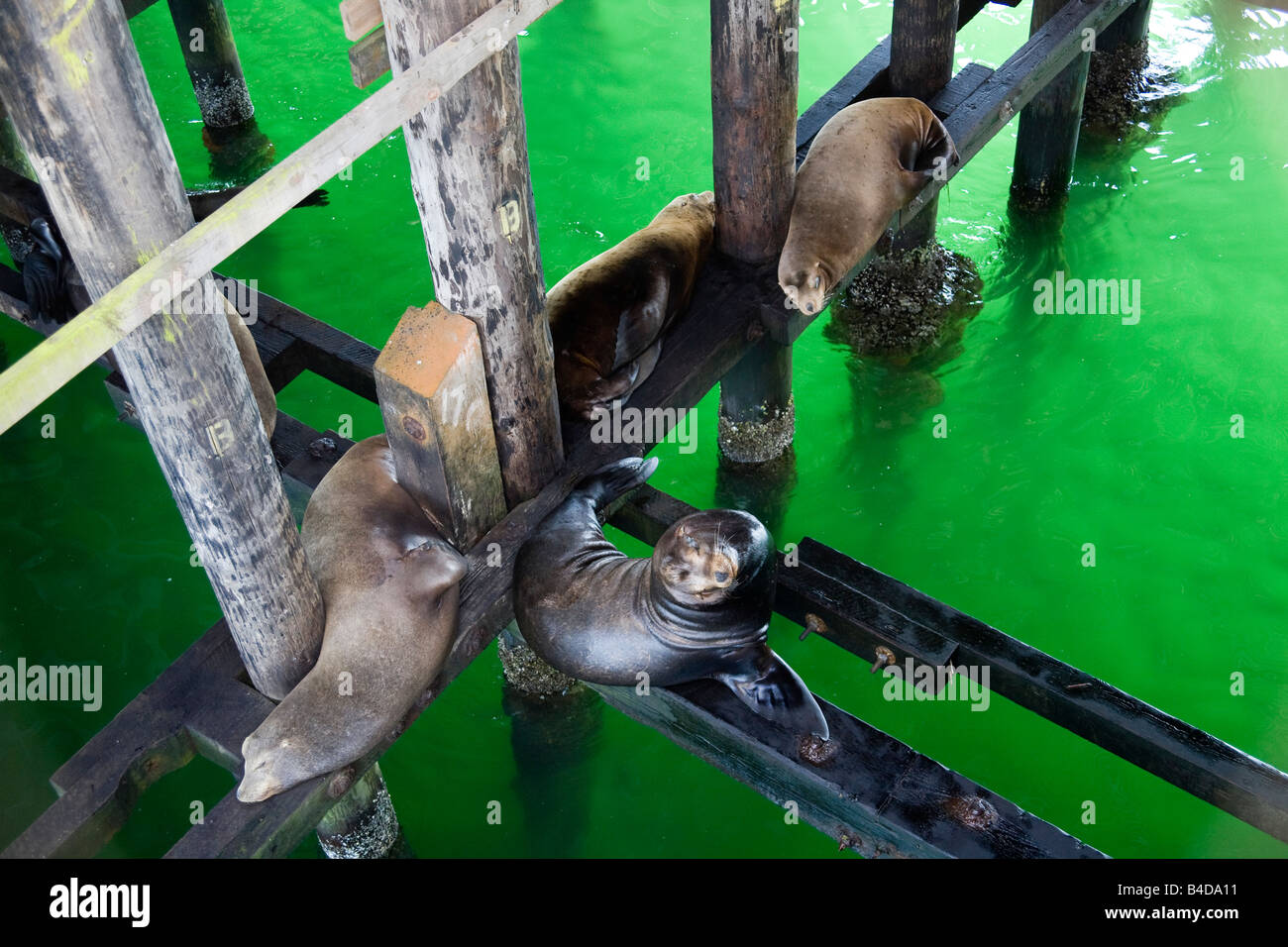 Une attraction touristique populaire, les lions de mer se reposer et dormir sur des traverses sous le quai de Santa Cruz en Californie. Banque D'Images