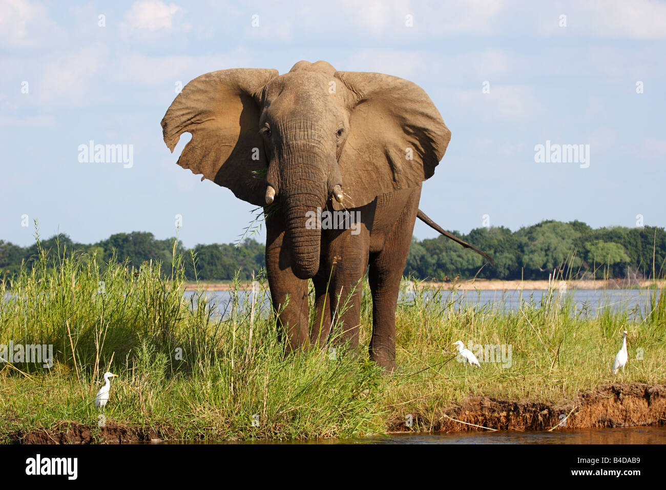 Homme elephant Loxodonta Africana Banque D'Images