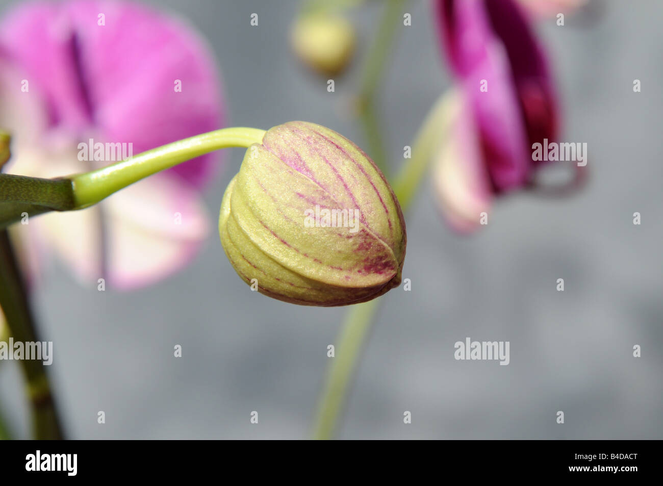 Orchidée Phalaenopsis Orchidée Banque D'Images