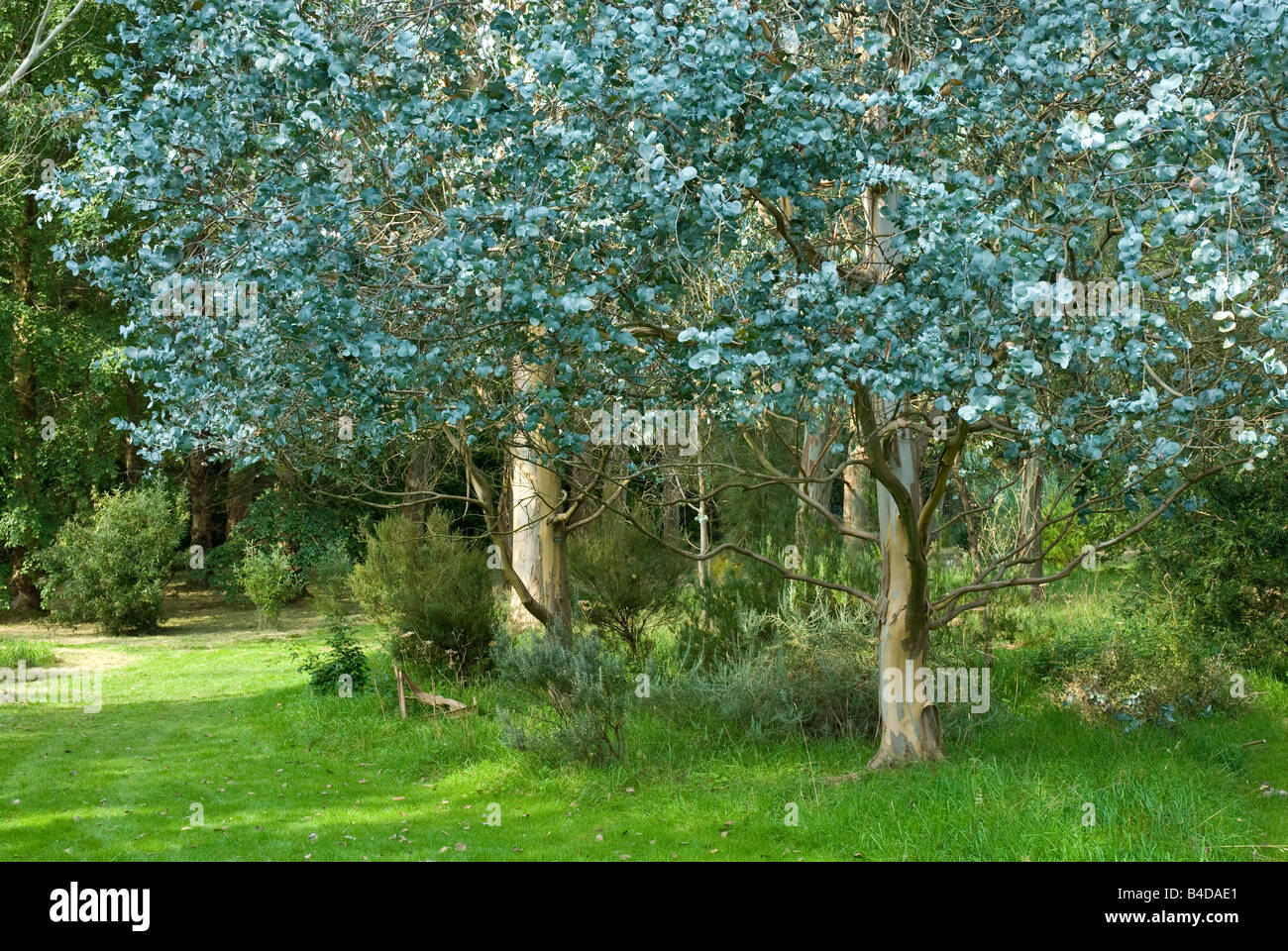 L'arbre d'Eucalyptus feuilles bleu Banque D'Images