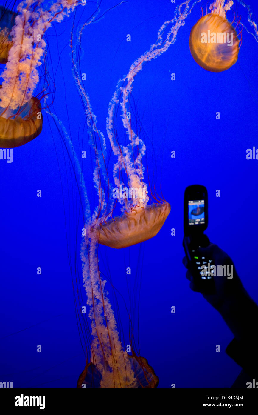 Les orties de mer méduses photographiée par cellule, mobile phone Banque D'Images