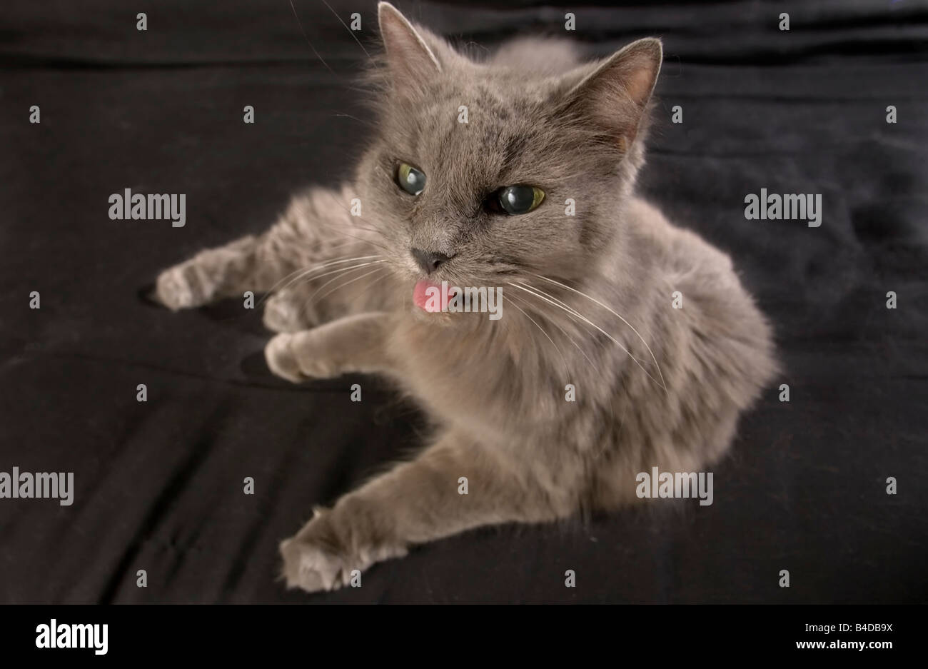 Langue De Chaton Banque De Photographies Et D Images A Haute Resolution Alamy