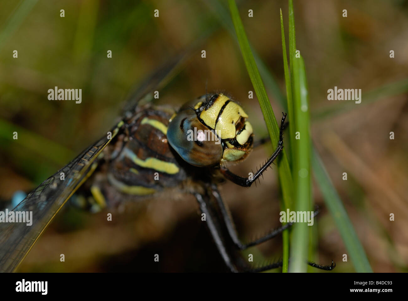 Libellule d'ordre Aeshnidae, Suède Banque D'Images