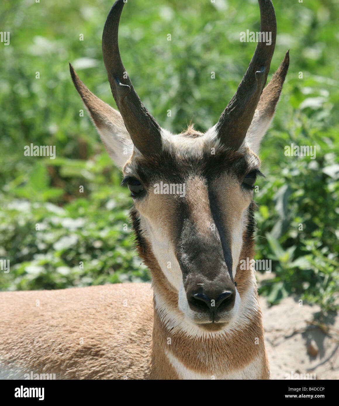 Antilope d’Amérique Banque D'Images