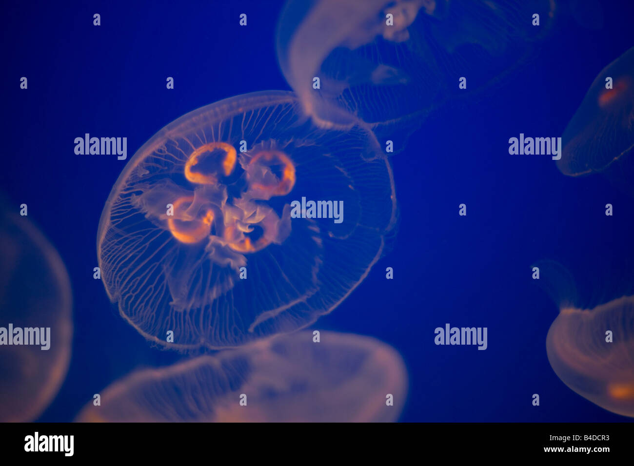 Méduse de lune Banque D'Images