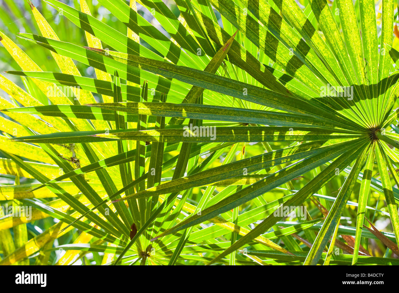 Feuilles de la serenoa repens le sabal palm comme une plante qui pousse en touffes ou fourrés denses dans les terres côtières de sable Banque D'Images