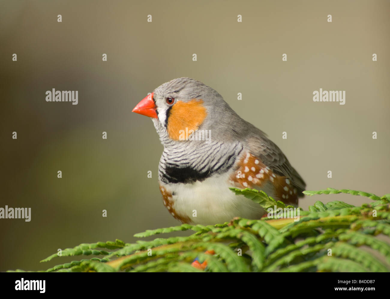 Homme Zebra Finch (Taenopygia guttata) Banque D'Images