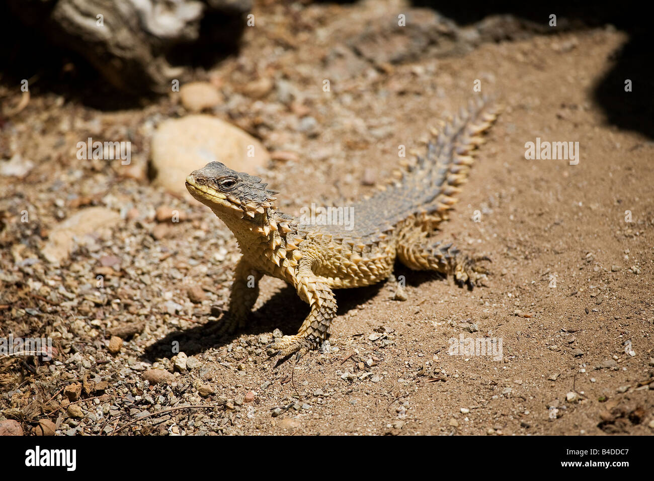 Lézard géant Girdled (Cordylus giganteus) Banque D'Images