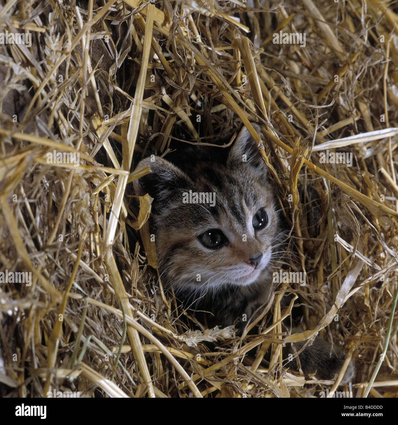 Tabby CAT, kitten playing ferme dans la paille Banque D'Images