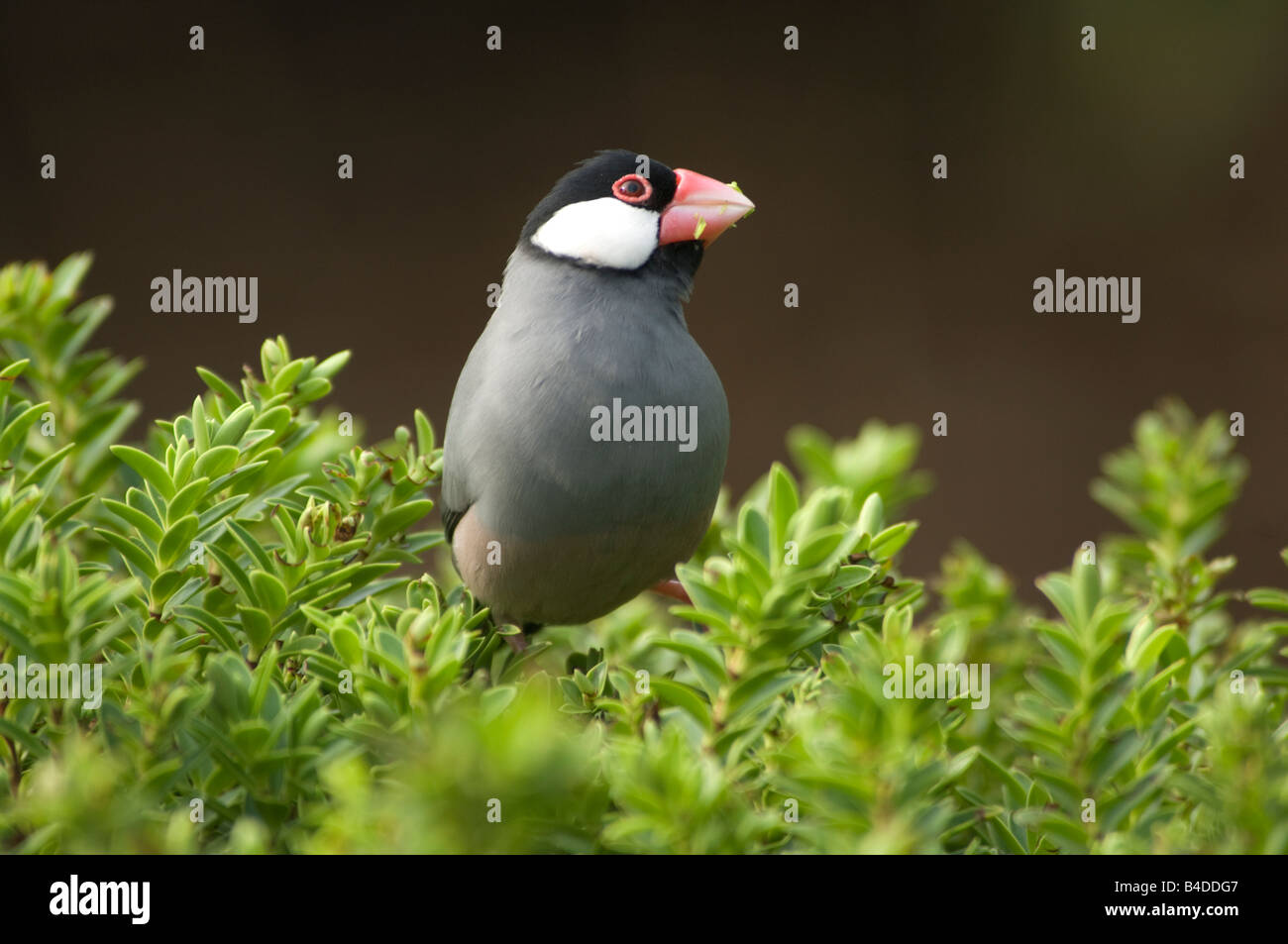 Sparrow Padda oryzivora Java Banque D'Images