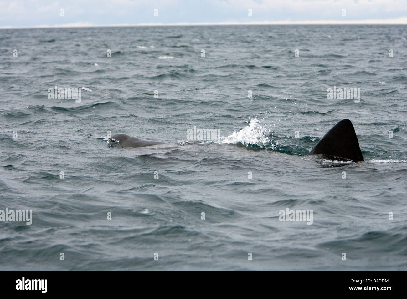 Le requin pèlerin Cetorhinus maximus Riesenhai Gairloch Ecosse Banque D'Images
