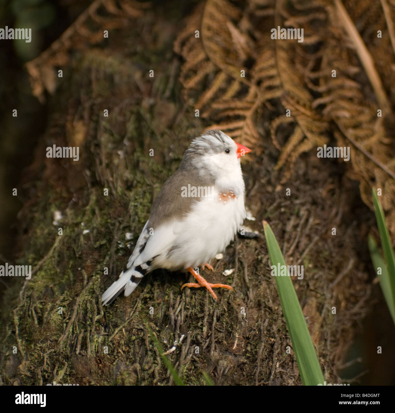 Zebra Finch Taenopygia guttata juvénile Banque D'Images