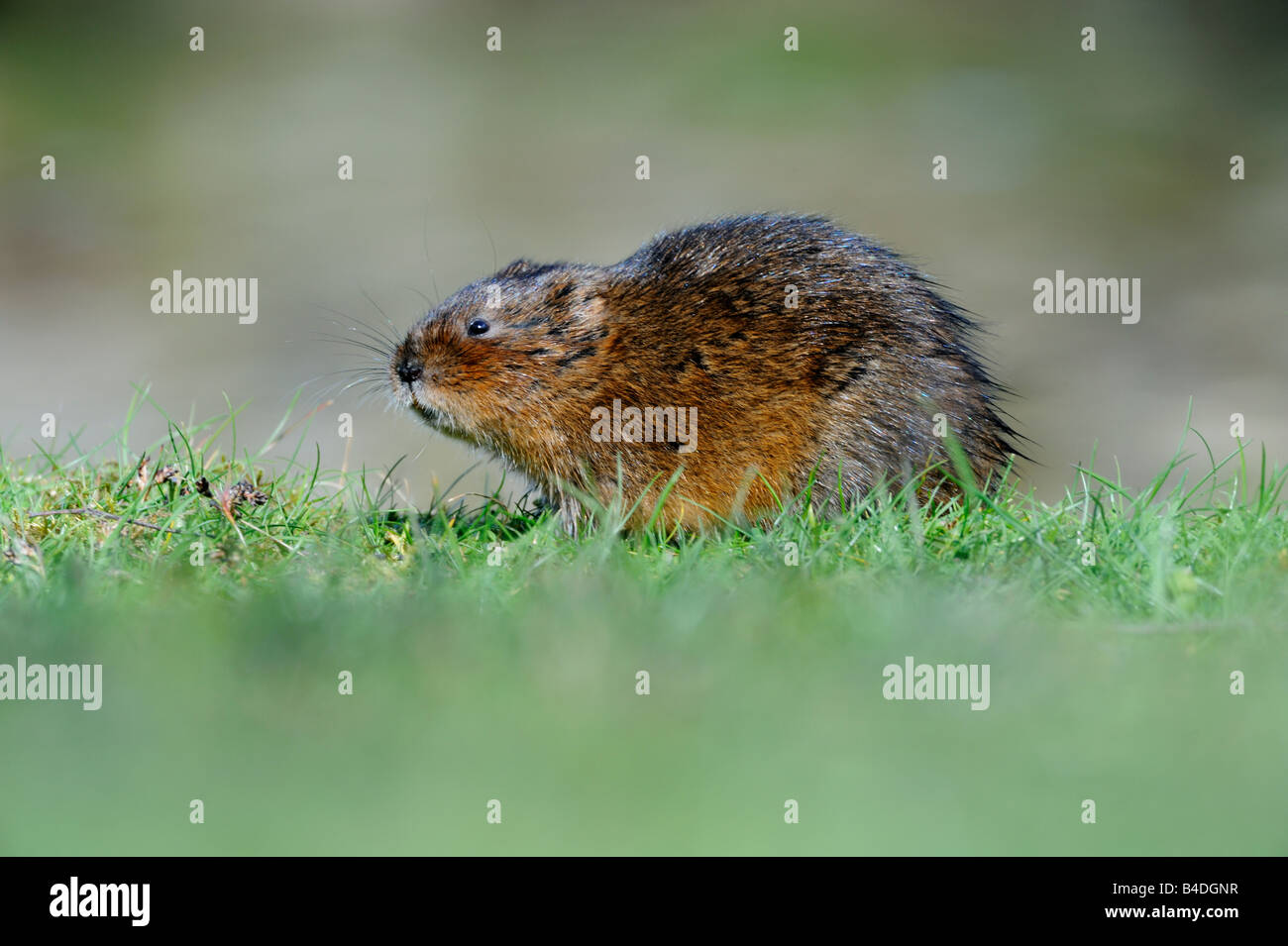 Le Campagnol de l'eau Banque D'Images