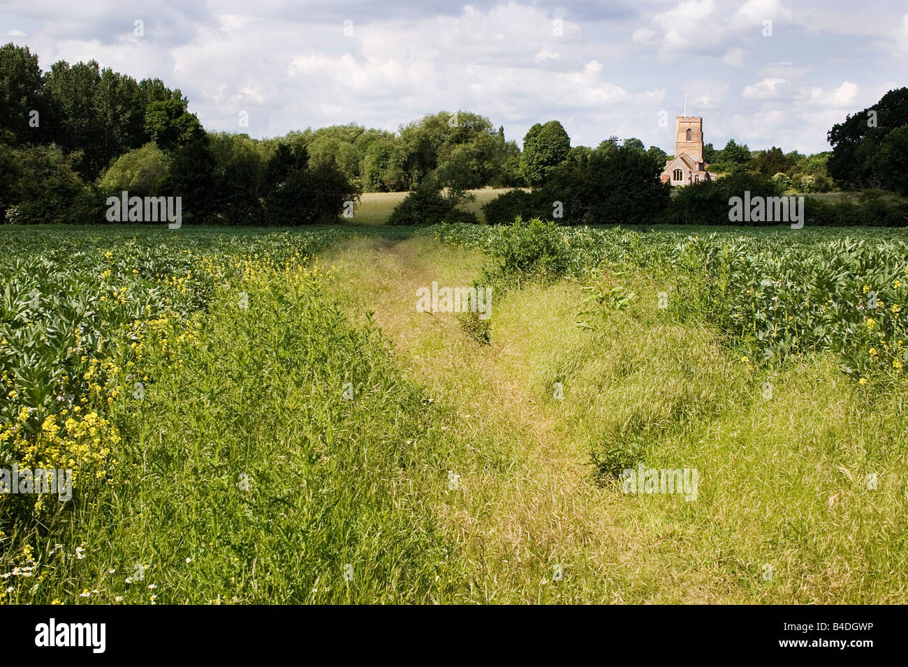 Église Saint-laurent et sentier public Ridgwell Essex Banque D'Images