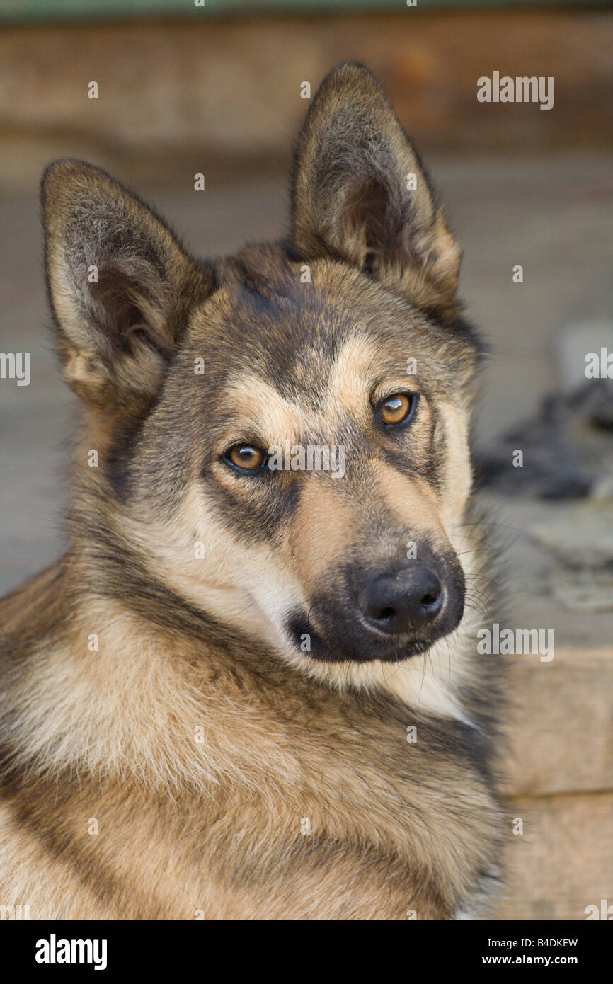 Hound Dog - Siberian husky Laika Banque D'Images