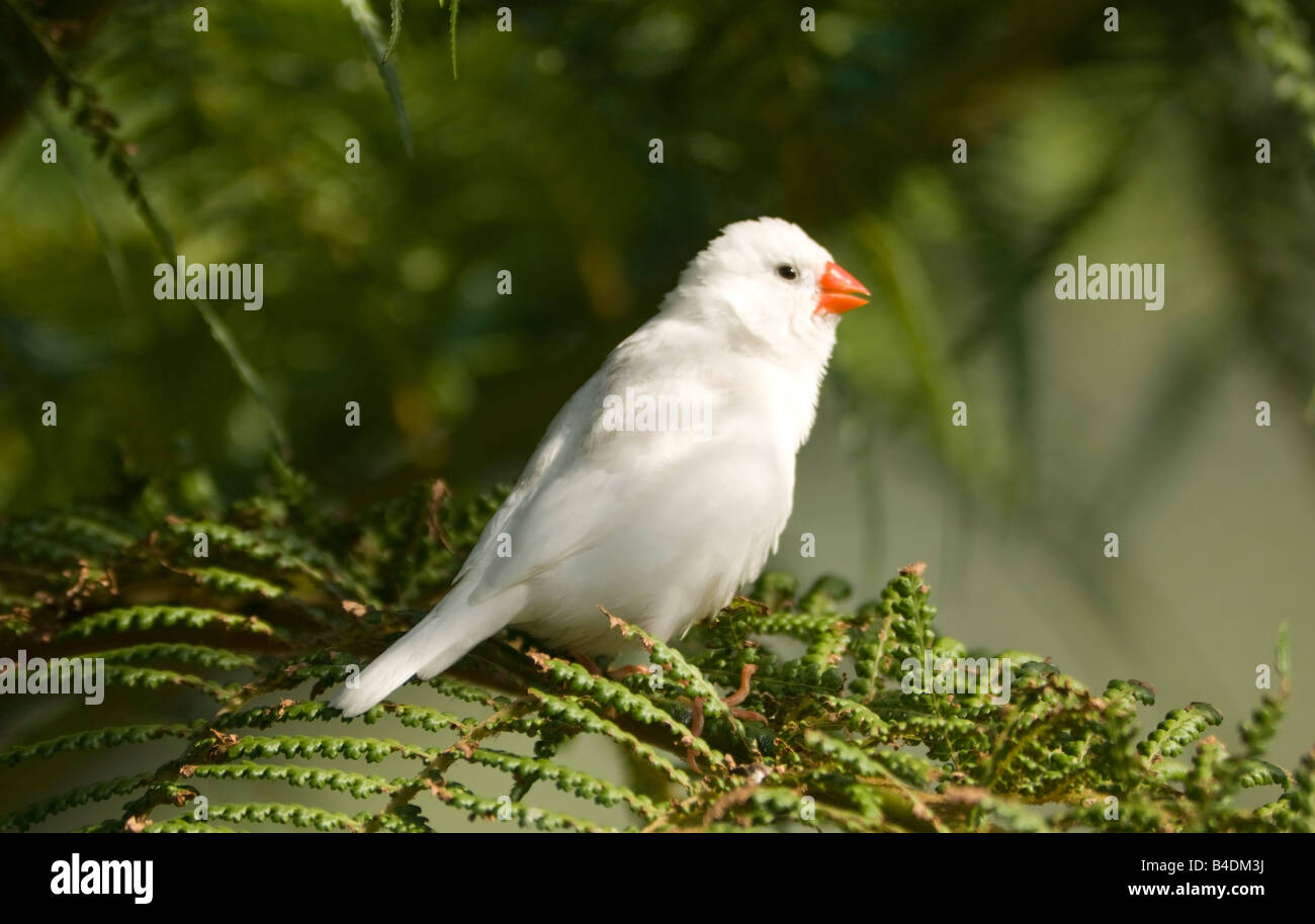 White Zebra Finch captif Taenopygia guttata Banque D'Images