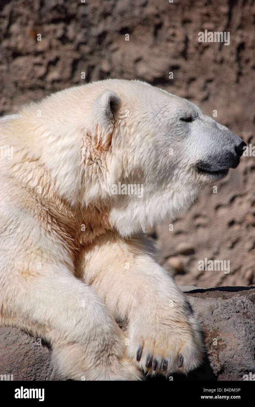 Close up image d'un ours polaire Banque D'Images Close up image d'un ours polaire Banque D'Images